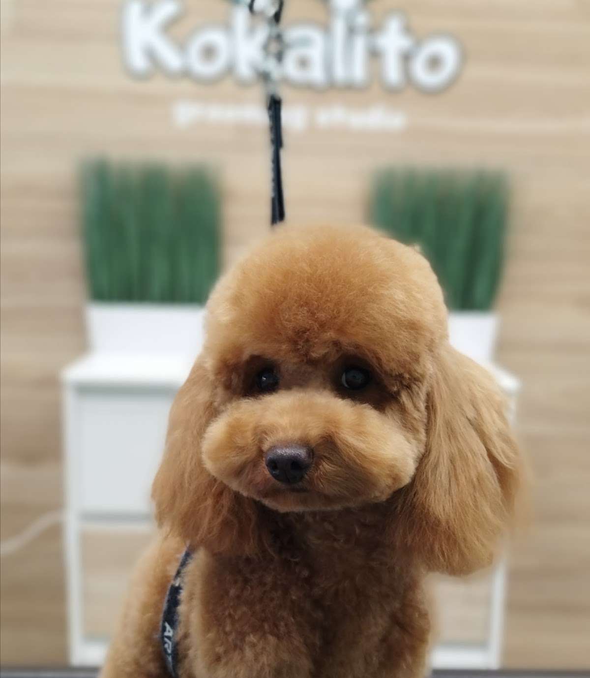Нощен Клуб / Дискотека Груминг студио Кокалито / Grooming Studio Kokalito | Хасково