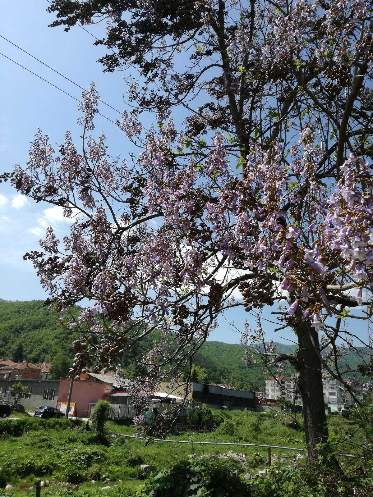 Ресторант ЕТ "Татяна Костадинова" Пещера