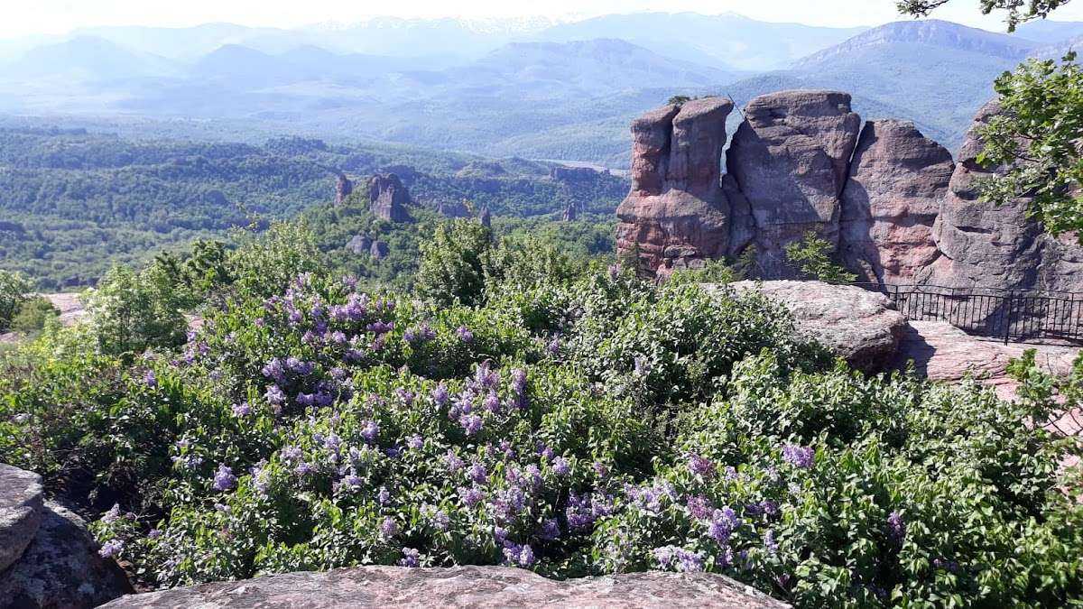 Забележителност Gorilla Rock (Pine Tree Rock) | Белоградчик